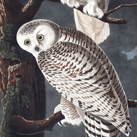 The Owls of Audubon