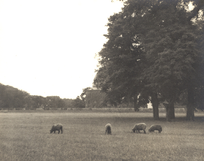 Grazing sheep below the Library/Nott Memorial. Union College Schaffer Library, Special Collections Picture File