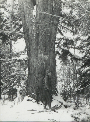 Photograph of Ed Richard standing in snowshoes in front of a large pine tree at the west end of the Moose River Plains in the winter of 1946. The snowshoes he is wearing are 52 inches long providing a rough size estimate of the size of trees in virgin forests.