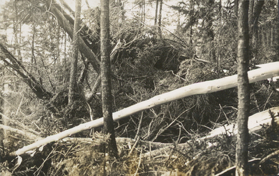 Uprooted and lumbered trees in the Pruate Logging operation in Essex County, NY.