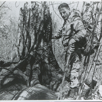 Sharon Maughs examines a tree in 1949 that had been severely damaged in the 1908 fire.