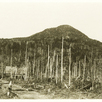 A depressing forest scene left behind after a logging crew, circa 1915.