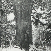 Photograph of Ed Richard standing in snowshoes in front of a large pine tree at the west end of the Moose River Plains in the winter of 1946. The snowshoes he is wearing are 52 inches long providing a rough size estimate of the size of trees in virgin forests.