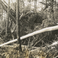 Uprooted and lumbered trees in the Pruate Logging operation in Essex County, NY.